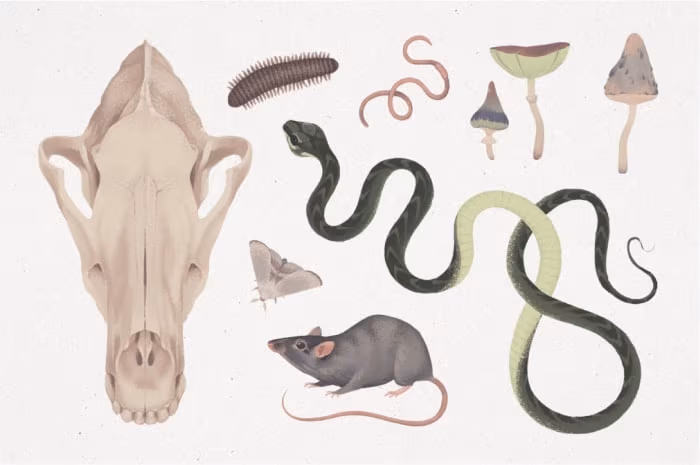 Darmowe ilustracje