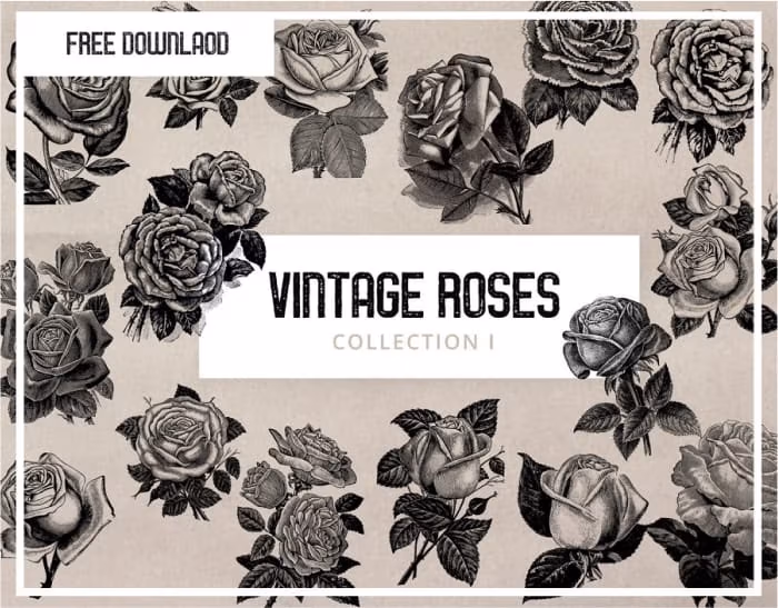 Vintage Rose Illustration