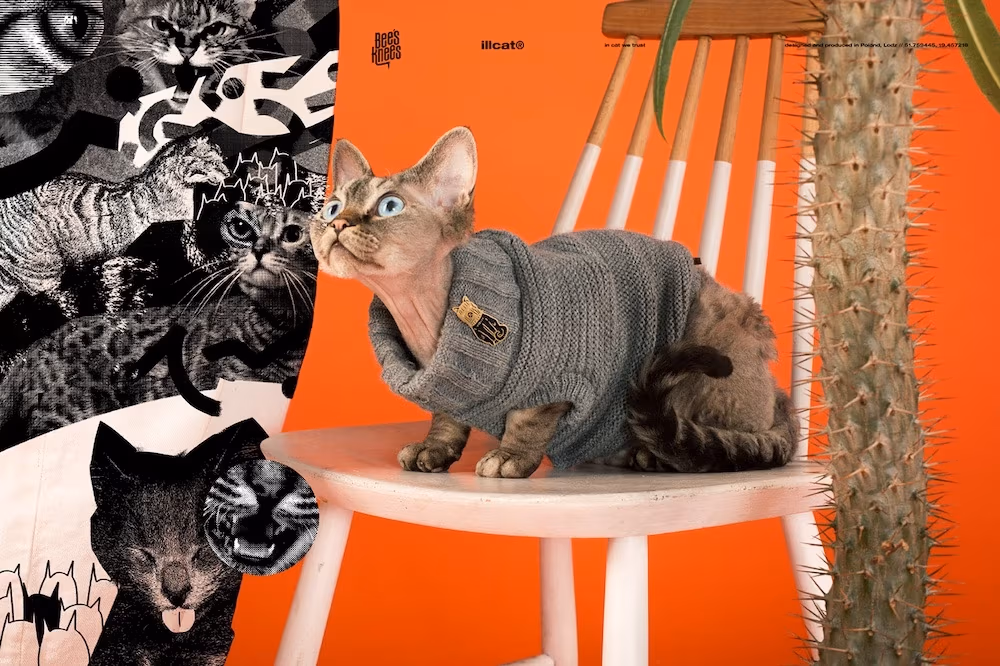 Black cats - Bee’s Knees x illcat, Bartek Bojarczuk