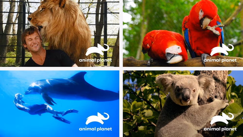 Rebranding Animal Planet
