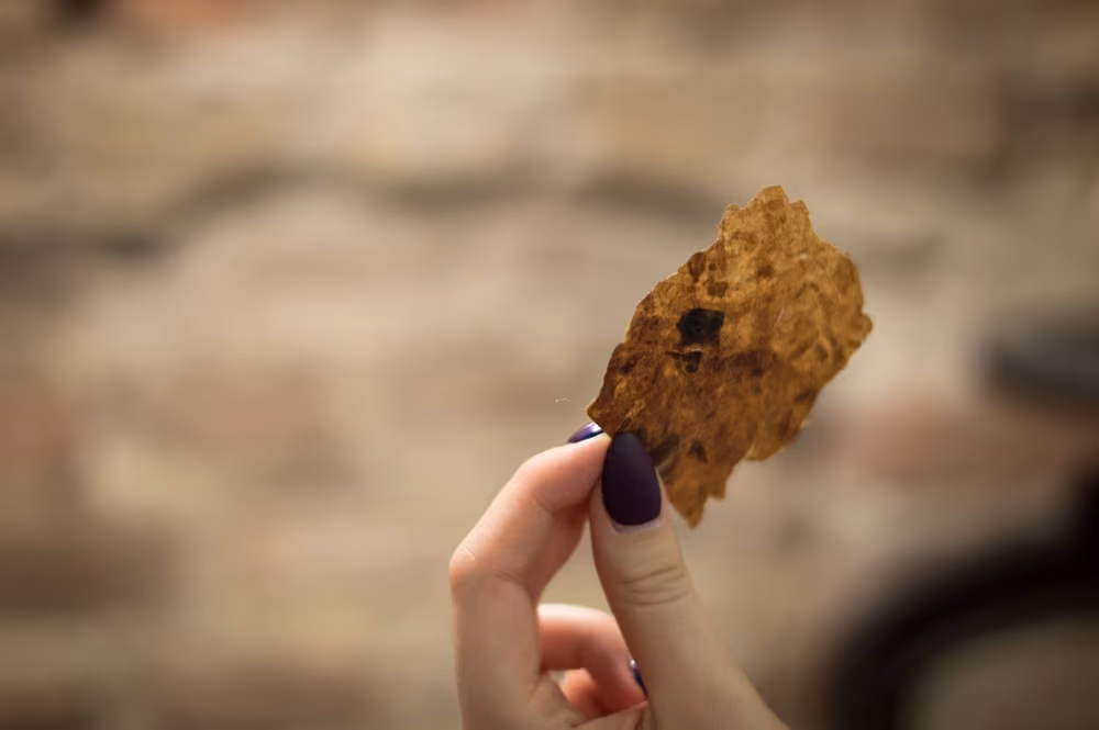 Papier ze skórek bananów, fot. Monika Suchodolska