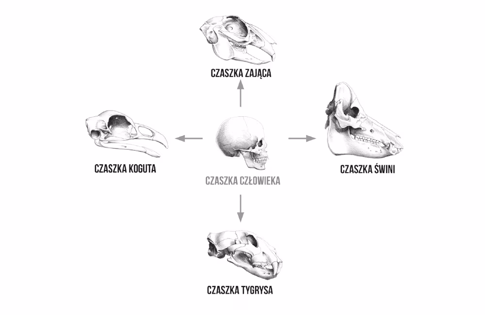 Budowa czaszki potwora - concept art