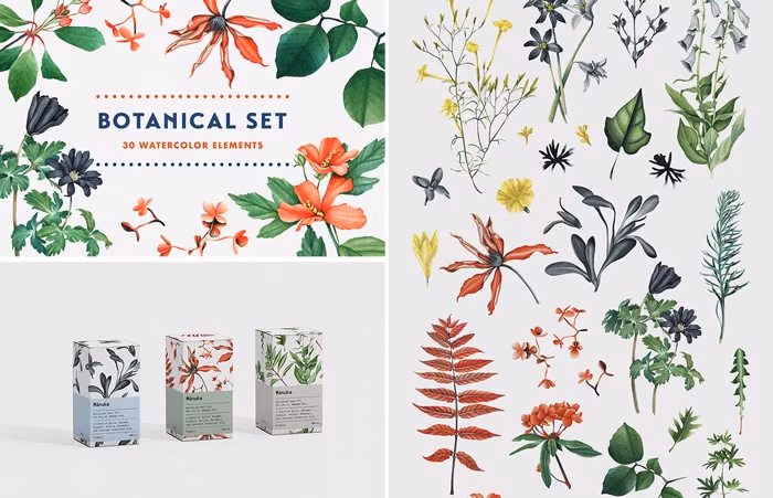 Botaniczne ilustracje