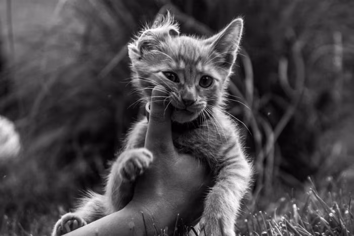 When they love him, autorstwa Andrew Dobos na licencji CC BY