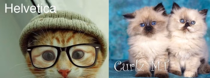 if-fonts-were-cats