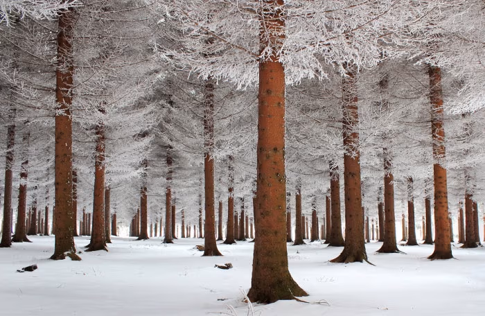magical forest © deep21