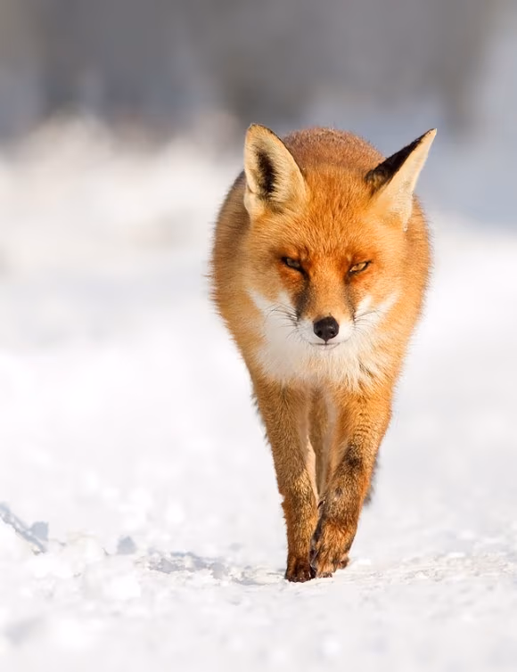 FireFox © Roeselien Raimond
