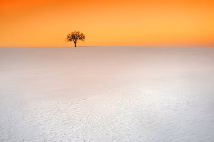 Winter tree © Lukasz Jaskowiak